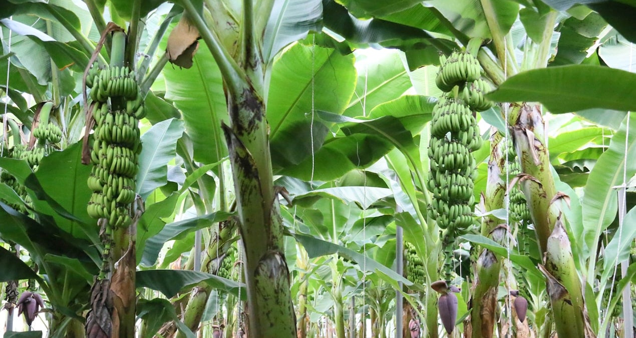 12 ay hasat edilebiliyor antalyada uretim 4 katina cikti dolarla satiliyor Yw1pgwr8