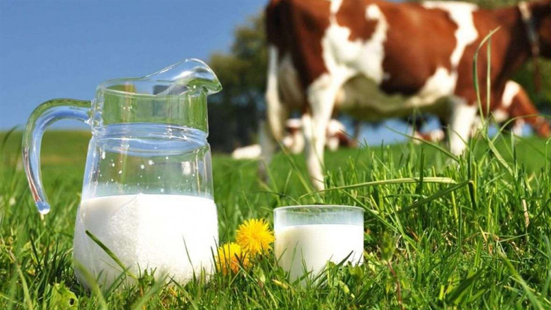 inekler kesime gidiyor uretim daraliyor sute zam mi gelecek O9lGmHx3.jpg