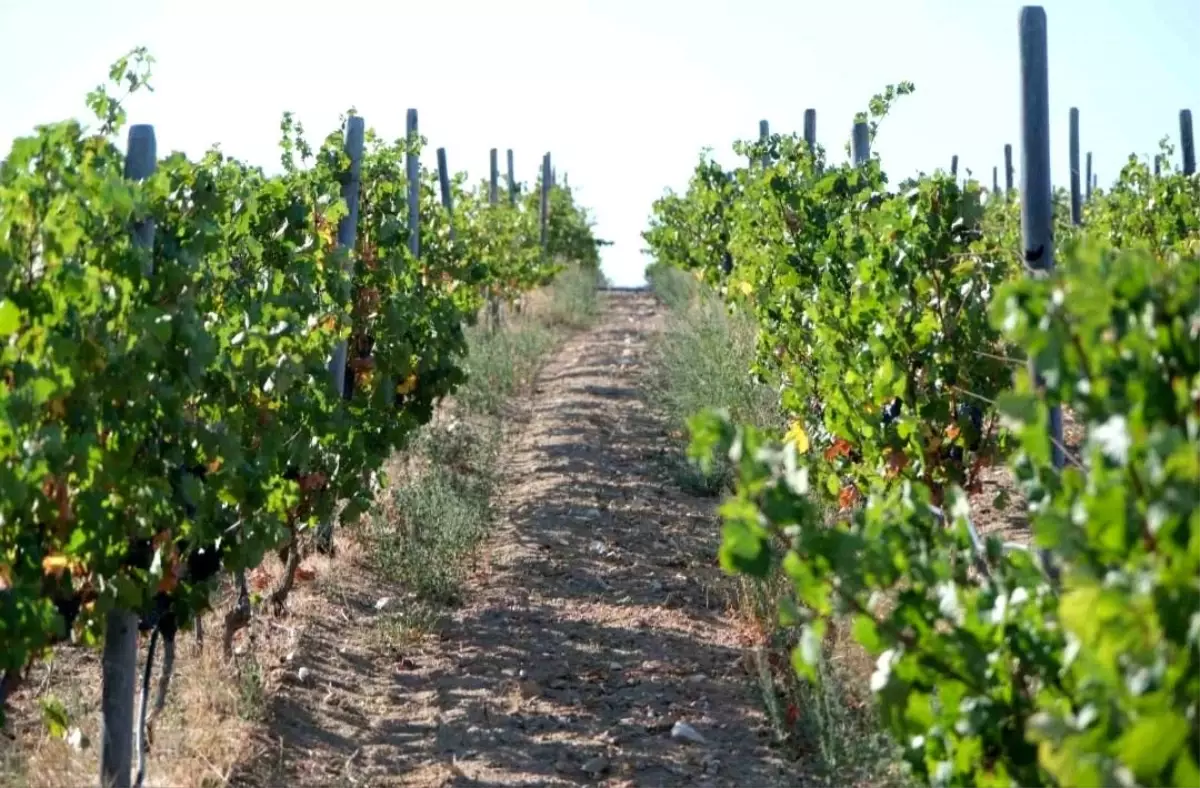 kirklarelinde zirai dondan etkilenen ureticilere 20 milyon lira destek dSj7hD6y.jpg