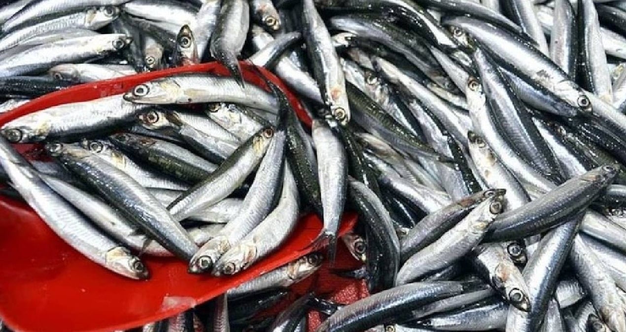 sinopta balikci tezgahlari doldu 150 liradan satiliyor qNB5Njmd