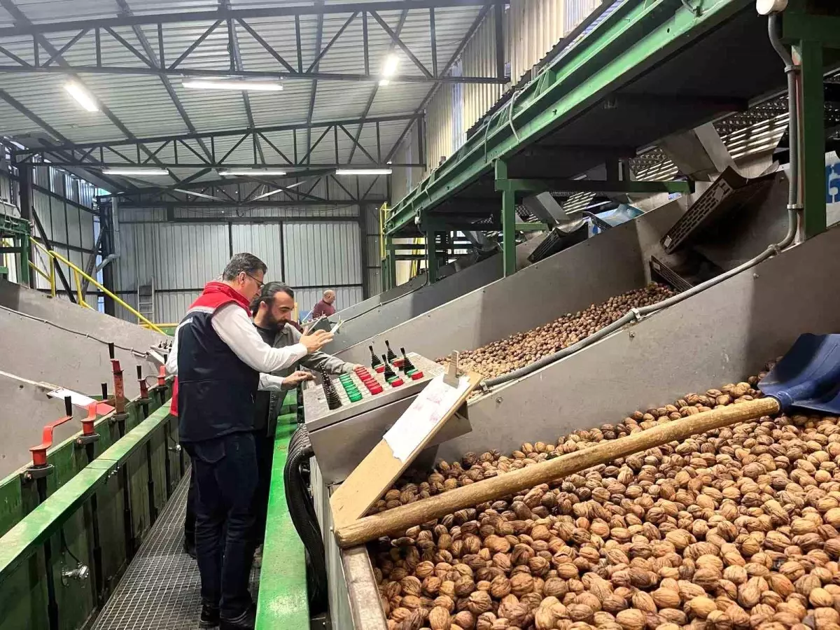 ceviz uretimi destekleniyor RGhaFHeT.jpg