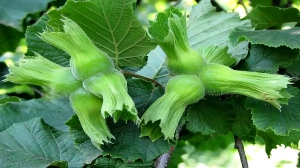 duzceden findik ihracati 8Y6lAeY2.jpg