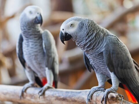 İstanbul Havalimanı’nda 20 Afrika gri papağanına el konuldu