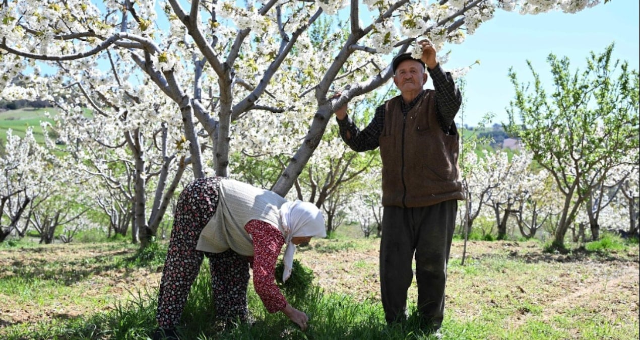 Demirci Kirazında 20 Bin Tonluk Rekolte Hedefi Belirlendi
