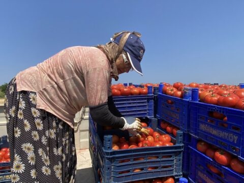 Hasat edilen urun kasa kasa istanbula gonderilmeye baslandi alicilar siraya girdi vxXNJrhN